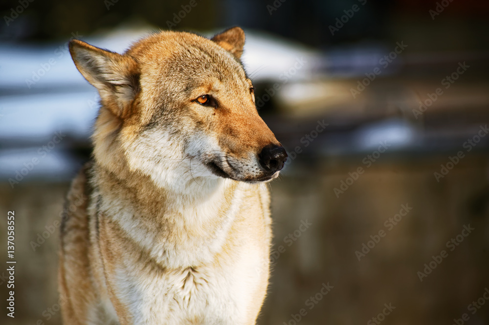 Wolf in zoo