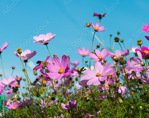  cosmos flowers in the garden with blue sky