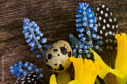 Muscari and daffodil blue and yellow flowers with quail feathers and eggs on aged wood close up