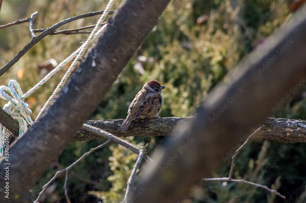 tree sparrow,Passer montanus tree sparrow,Passer montanus