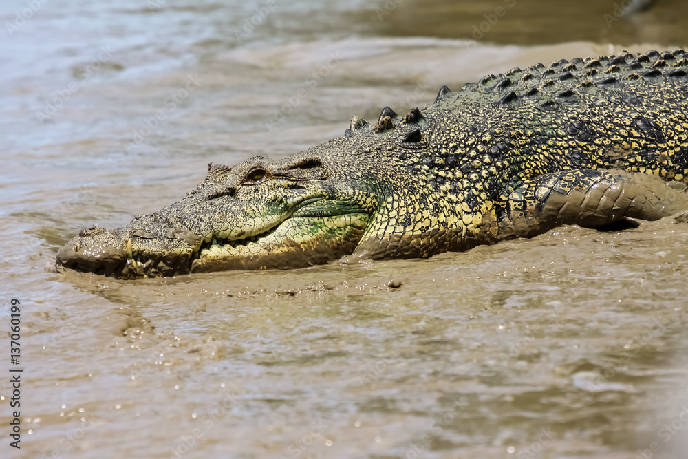 Fototapeta premium Close up of a Saltwater crocodile resting on the riverbank, Adelaide River, Australia