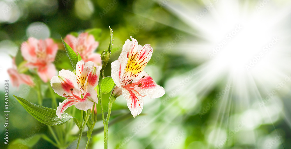 Obraz premium isolated image of beautiful flowers on green background.