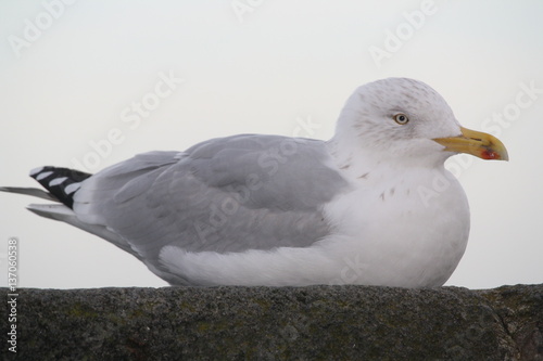 Mouette