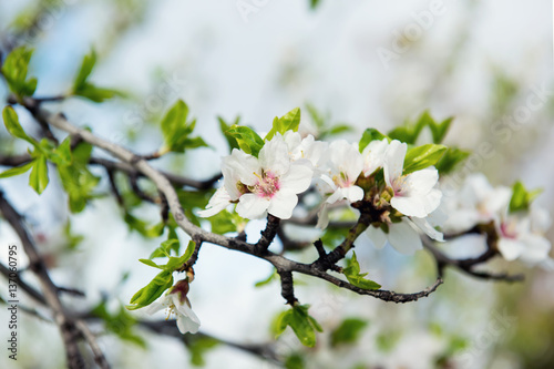 Beautiful blooming flowers