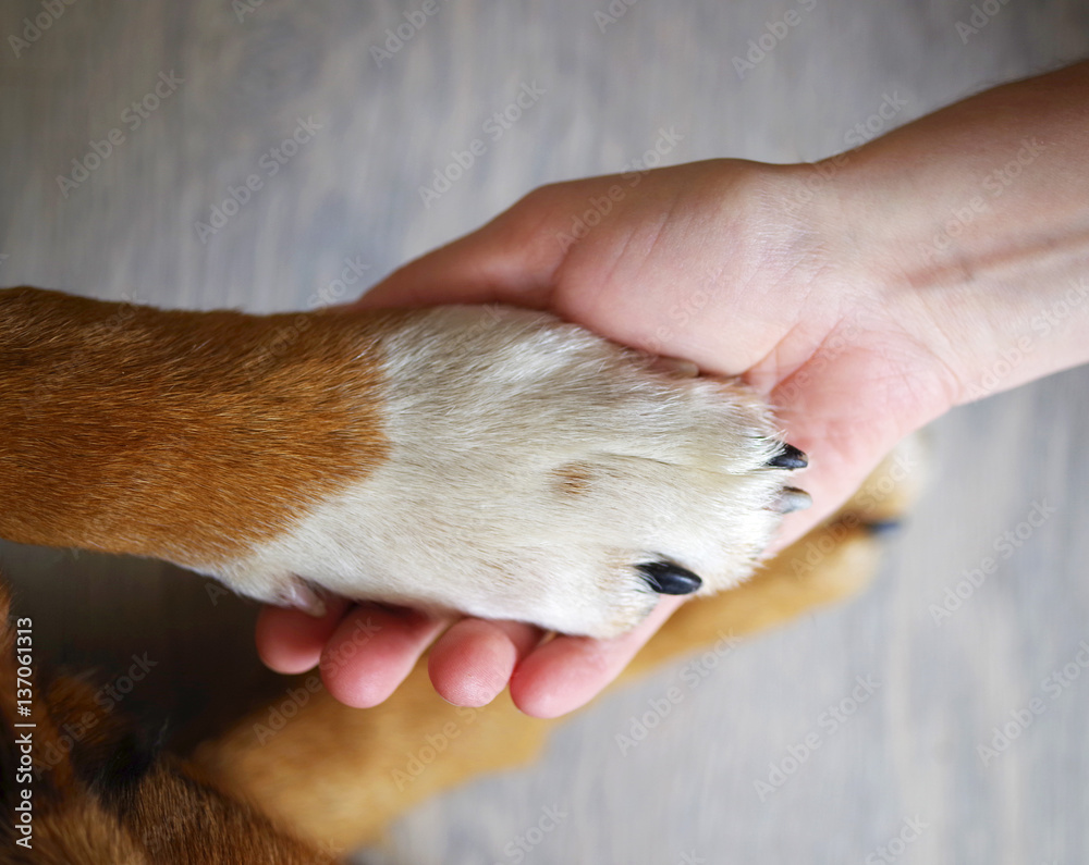 Why Does My Dog Put His Paw On Top Of My Hand