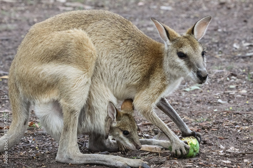 Agile wallaby mother with baby feeding on fruit, Northern Territory, Australia photo
