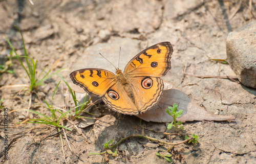 Peacock Pansy butterfly (Junonia Almana). The Peacock Pansy is common to South and East Asia. photo
