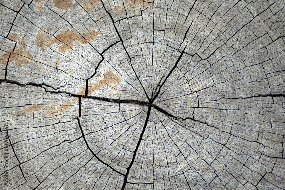 Fototapeta premium wood blackground taxture