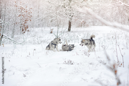 Huskies in snow wood.
