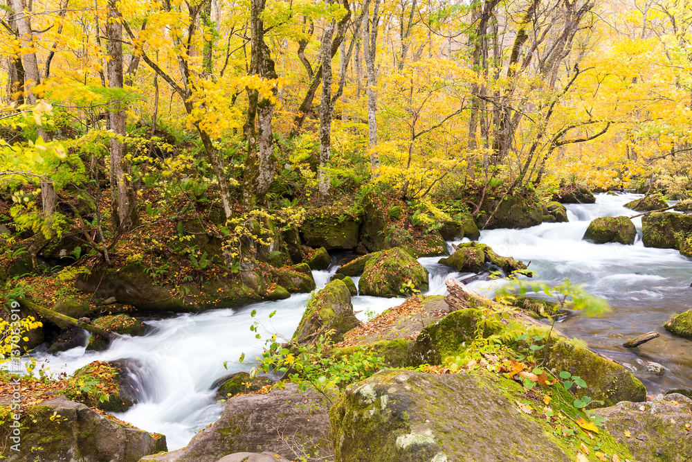 Oirase Mountain Stream