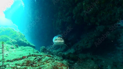 Sand tiger shark swims by slowely photo