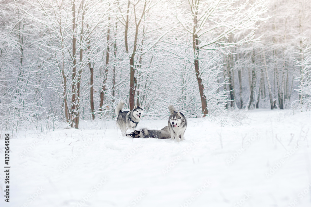 Huskies in snow wood. Huskies in snow wood.
