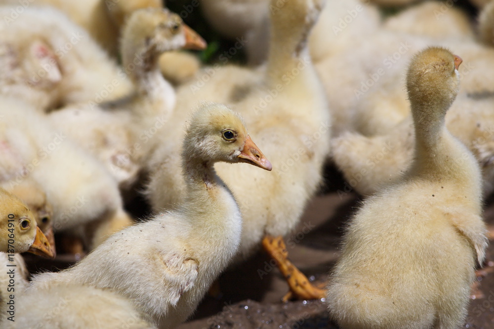 Little fluffy goslings.
