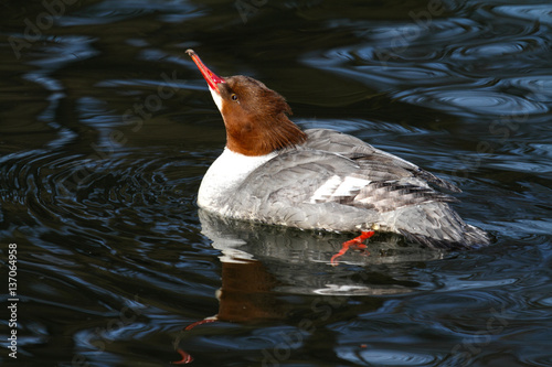 Gänsesäger
