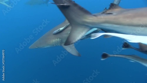 Wallpaper Mural Oceanic black tip sharks swim by quickly close to surface indian ocean Torontodigital.ca