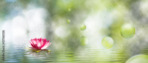 obraz kwiatu lotosu na wodzie