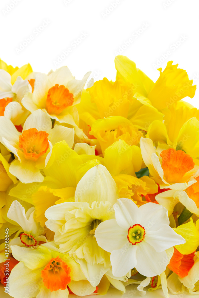 Fresh spring Light and dark yellow daffodils posy border isolated on white background Fresh spring Light and dark yellow daffodils posy border isolated on white background