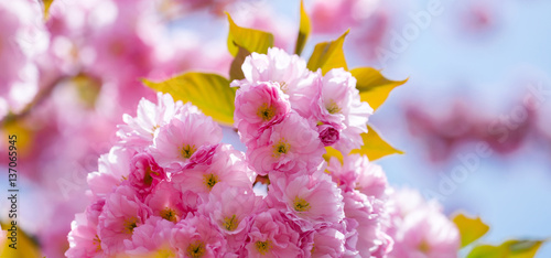 Pink flowers in blossom