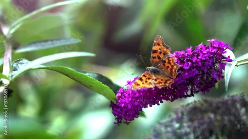 comma butterfly on buddleia on sunny day, close up photo