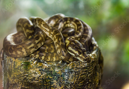 Spotted python sleeping on a big rock photo