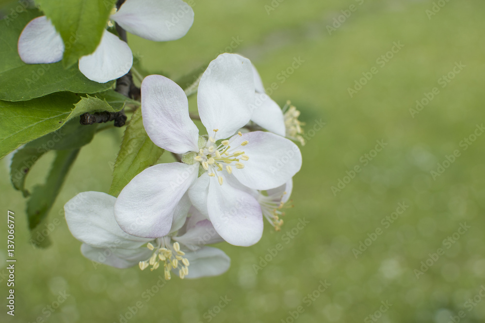 Fototapeta premium Apple tree blossom. Branch of a blossoming apple tree on garden