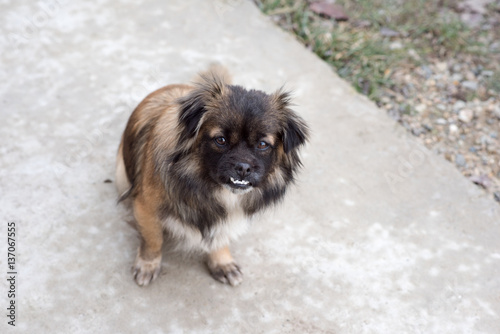 Red-black-haired dog.