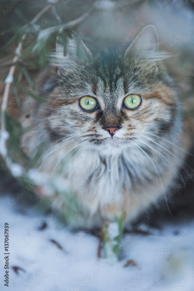 Cat in the winter garden