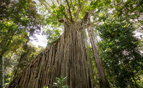 Majestic Curtain fig tree in the rainforest, Yungaburra, Atherton Tablelands, Queensland, Australia