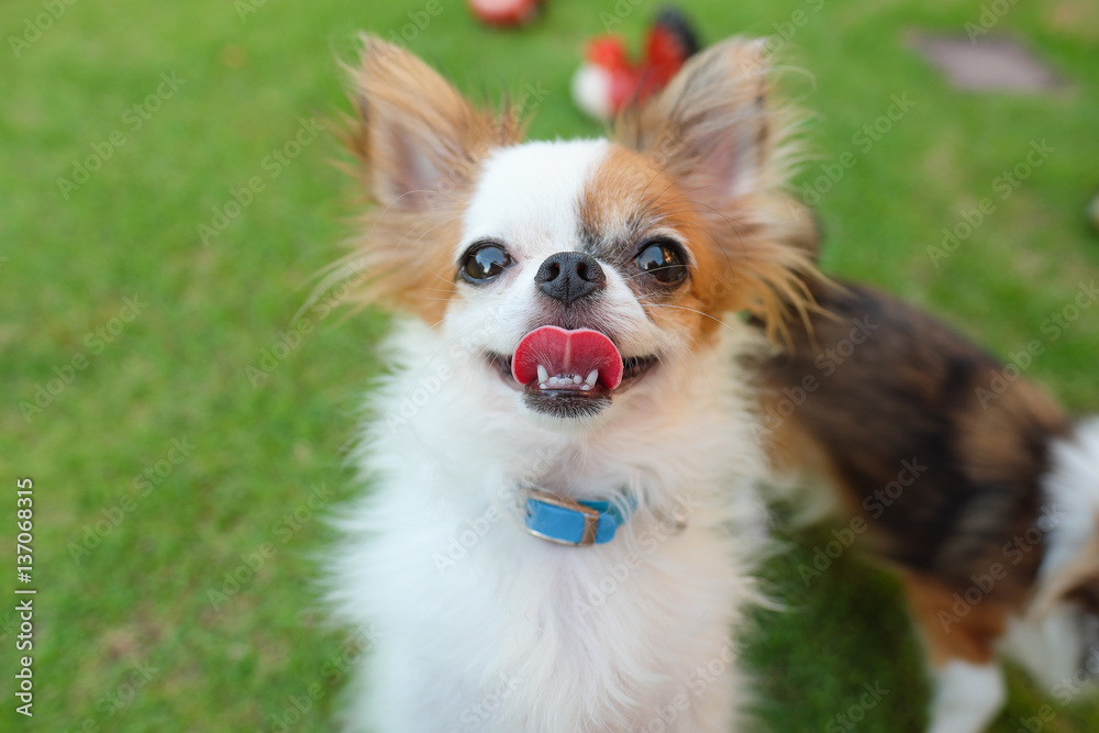 dog and tongue