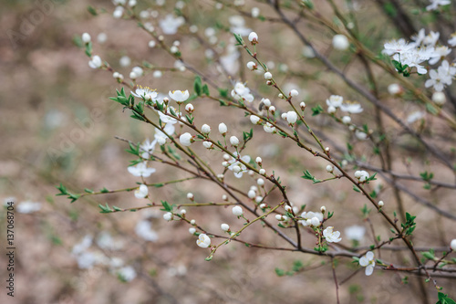 spring cherry blossom tree in the garden