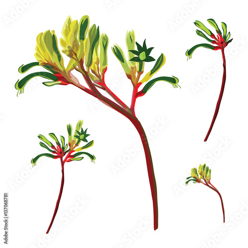Realistic Red and Green Kangaroo Paw Flower Vector Elements on a white background