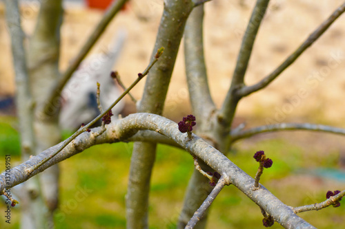 First Buds of the season