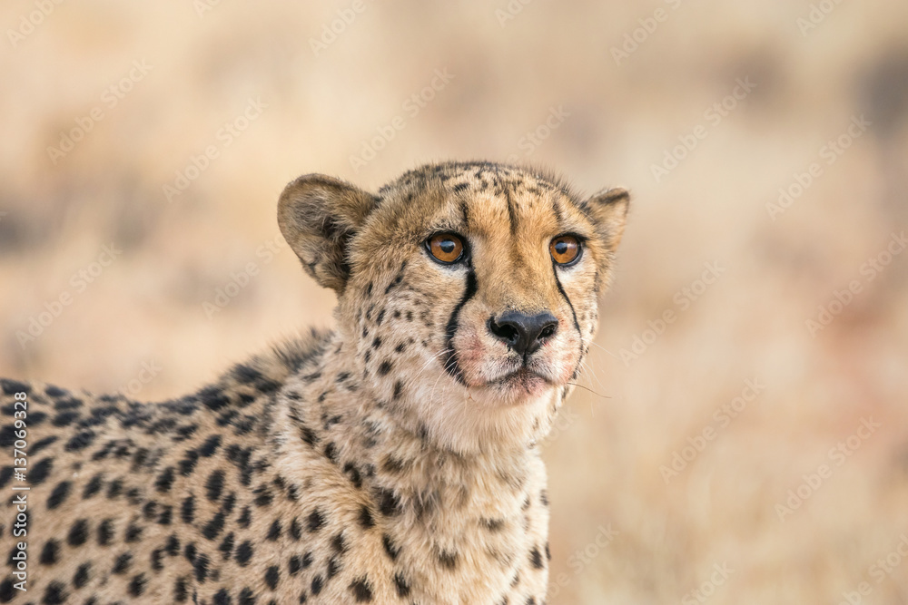 Obraz premium Cheetah face covered in blood after feeding