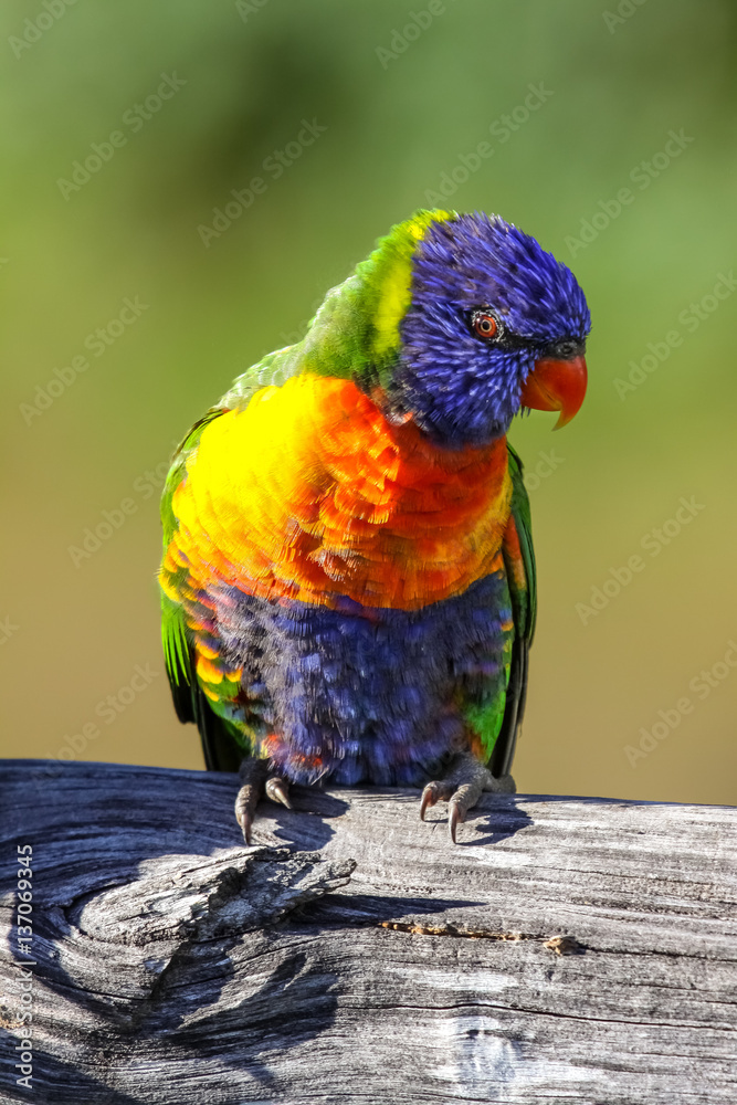 Close up of a colorful Rainbow lorikeet in the wild, Queensland, Australia