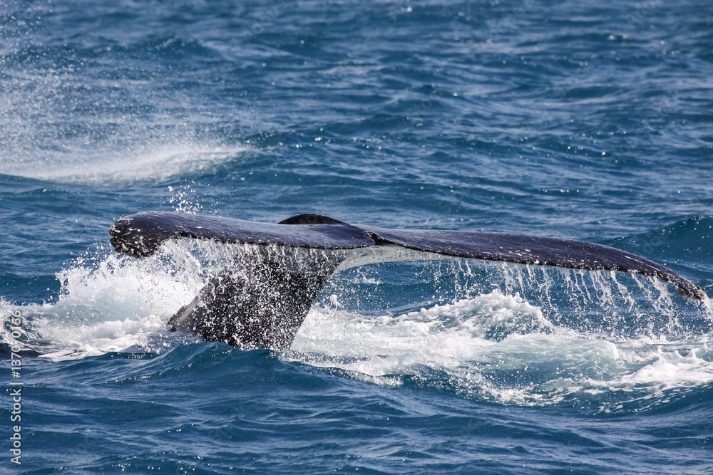 Humpback whale fluking, Hervey Bay, Queensland Humpback whale fluking, Hervey Bay, Queensland