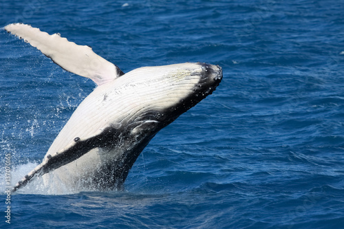 Humpback whale breaching, Hervey Bay, Queensland