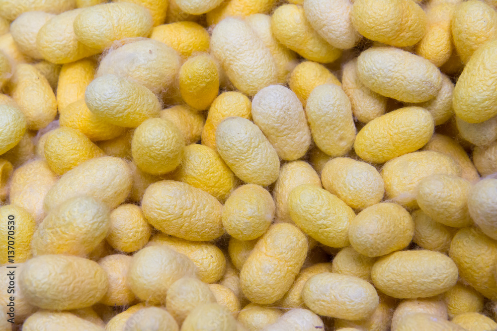 gold natural cocoon balls background, raw material for silk clot gold natural cocoon balls background, raw material for silk clot