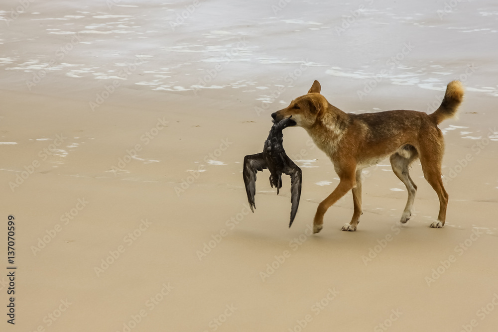 Naklejka premium Australian dingo with its prey, a bulwers petrel at 75 mile beach, Fraser Island, Queensland, Australia