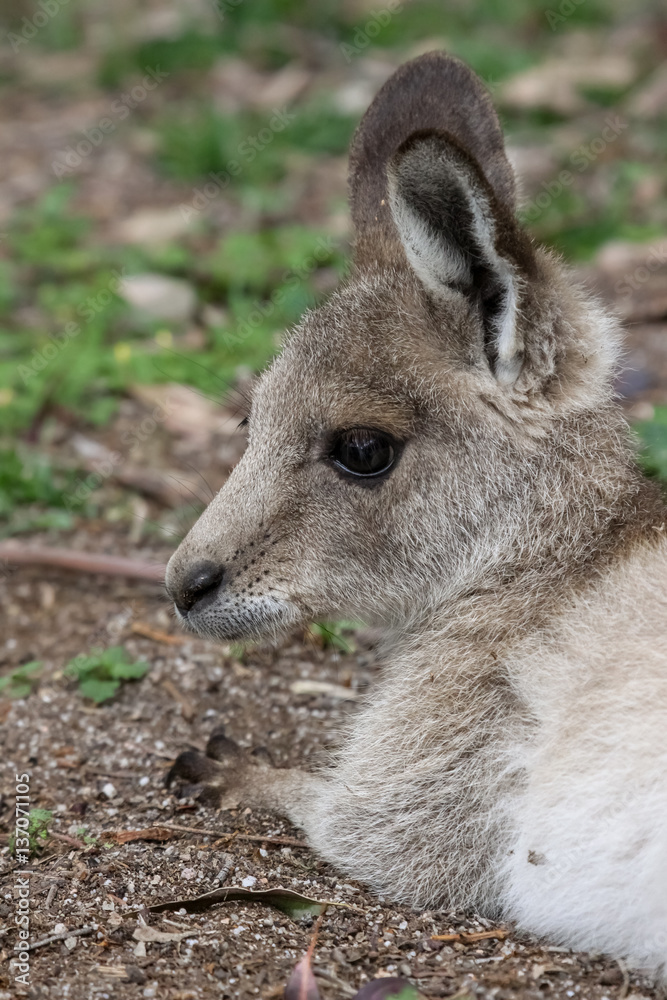 Close up of an Eastern grey kangaroo, profile, Girraween National Park, Queensland, Australia Close up of an Eastern grey kangaroo, profile, Girraween National Park, Queensland, Australia