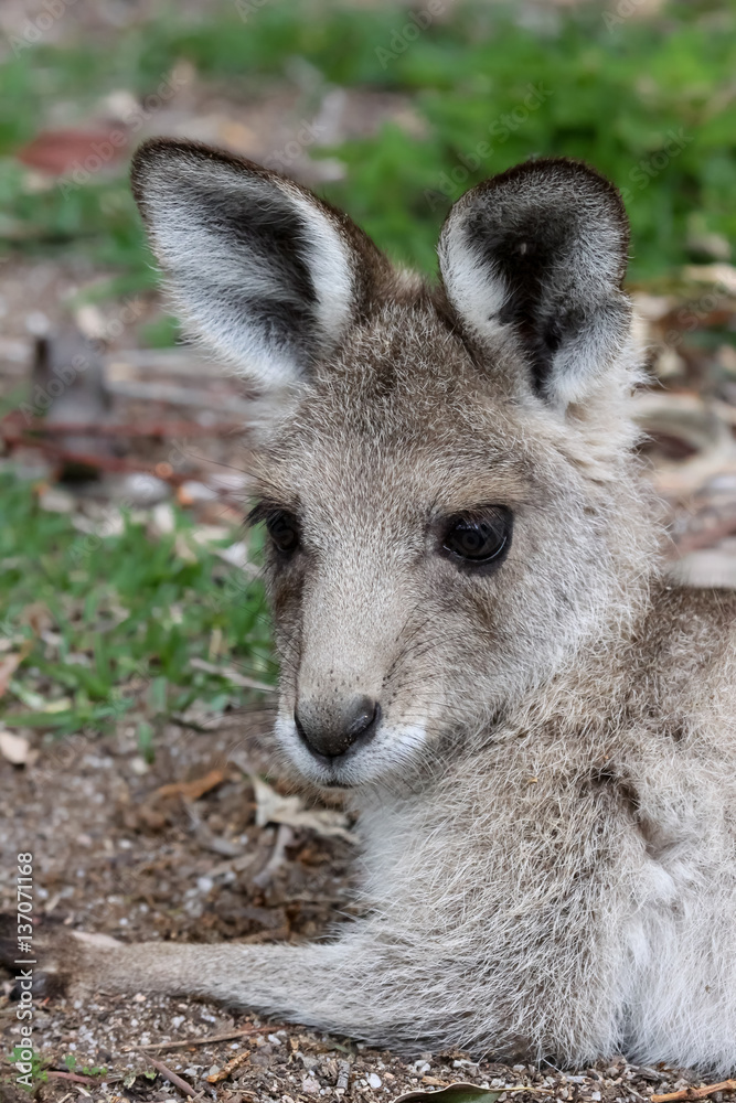 Close up of an Eastern grey kangaroo, profile, Girraween National Park, Queensland, Australia Close up of an Eastern grey kangaroo, profile, Girraween National Park, Queensland, Australia