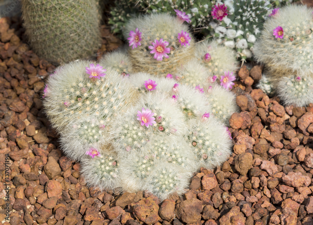 close up tiny cactus flower blooming in nature close up tiny cactus flower blooming in nature