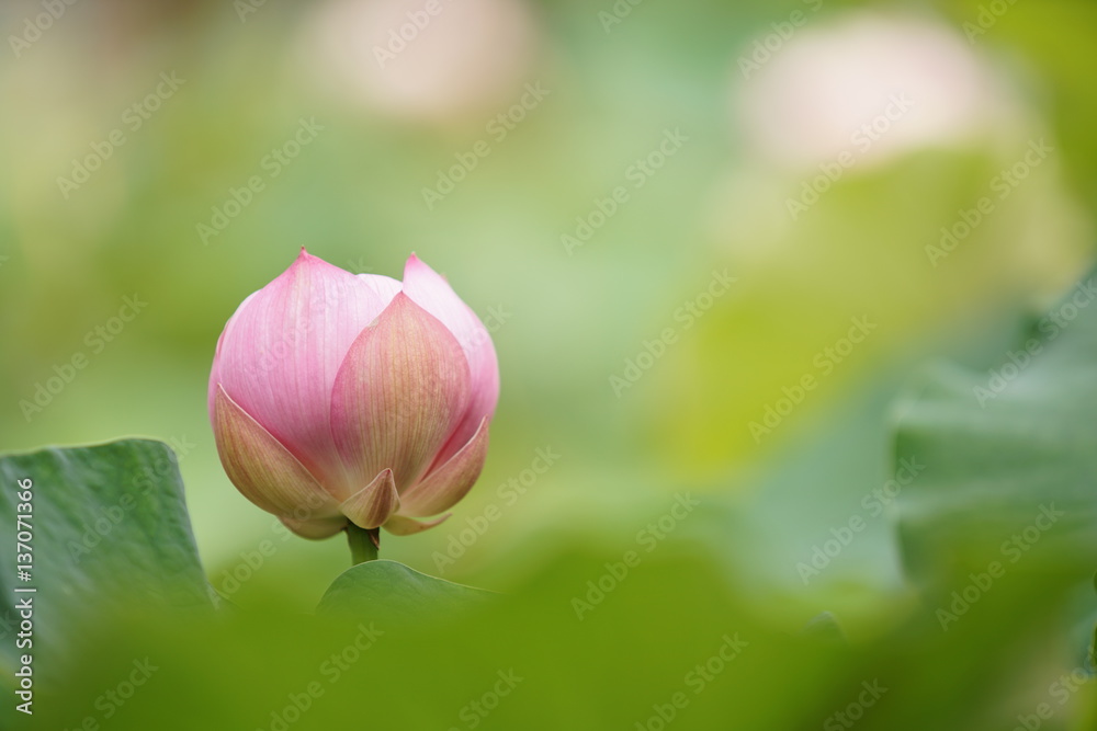 lotus (연꽃) lotus (연꽃)