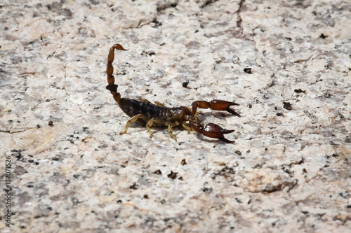 Close up of Black rock scorpion  Queensland Australia