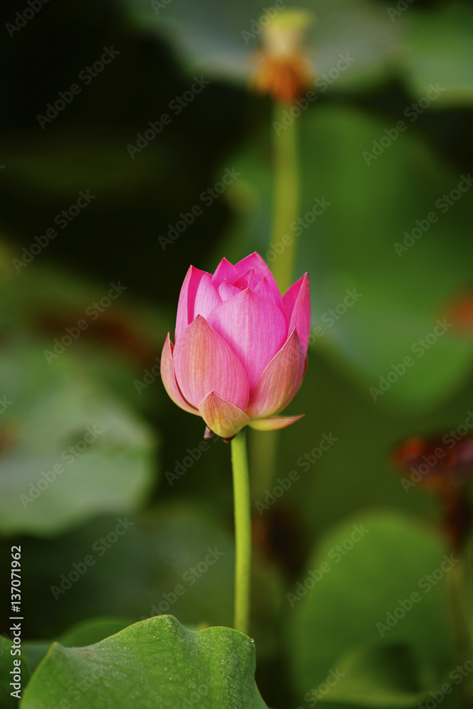 lotus (연꽃)