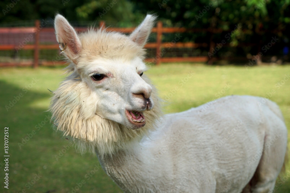 Obraz premium Alpaca animal is a mammal.