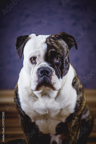 Bulldog puppy in a room