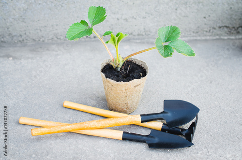 Strawberry Plants With Gardening Tools.