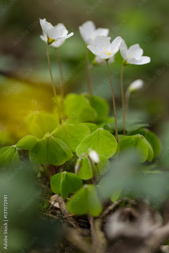 wood sorrel blossoms growing in forest wood sorrel blossoms growing in forest
