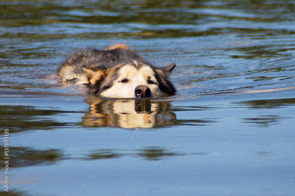 Malamute dog swimming toward the viewer Malamute dog swimming toward the viewer