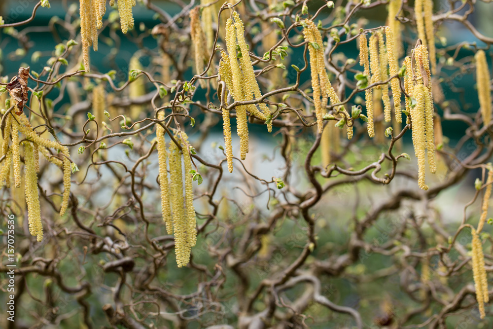 corkscrew hazel with catkins and twisted branches